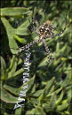Maltese Spider (Lobed Argiope)